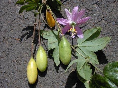 banana passion fruit plant for sale